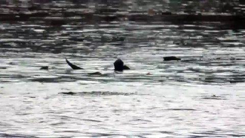 Impossible de lire la video