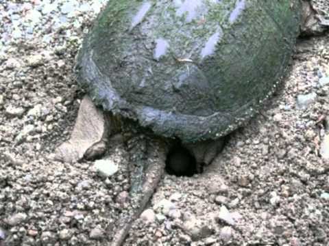 Impossible de lire la video