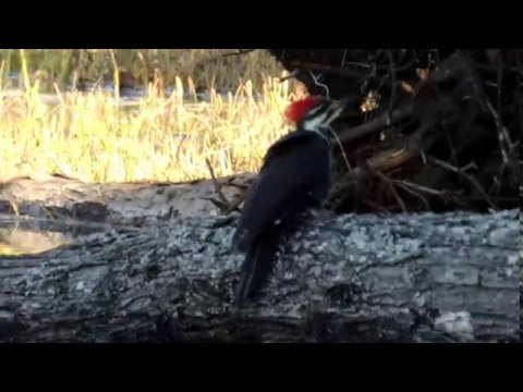 Impossible de lire la video