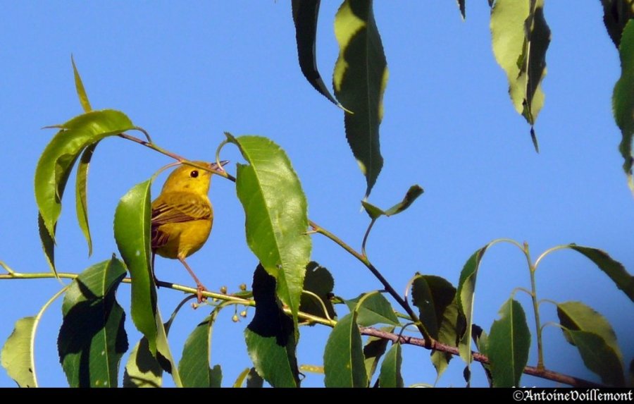 <p>Dans le jardin</p>