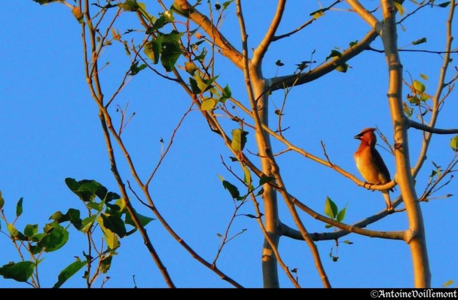 <p>Dans le jardin</p>