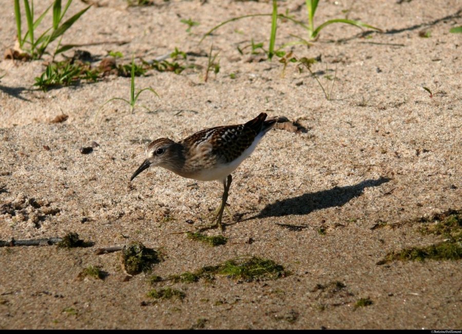 <p>Rivière des Outaouais.</p>