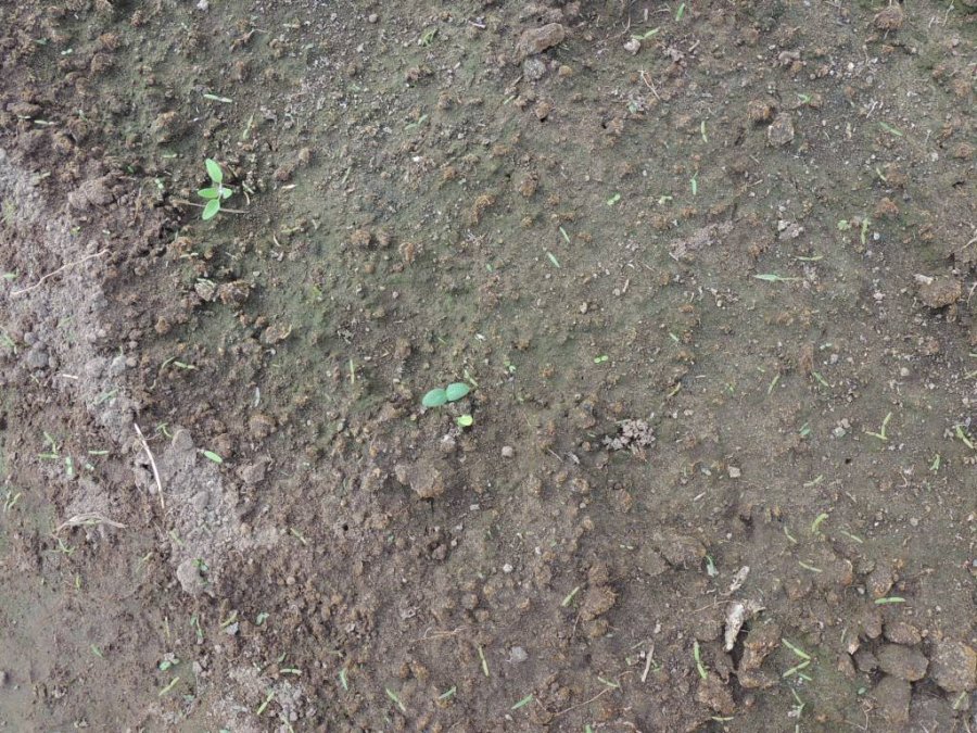 <p>Photo faite le 17 mai</p>