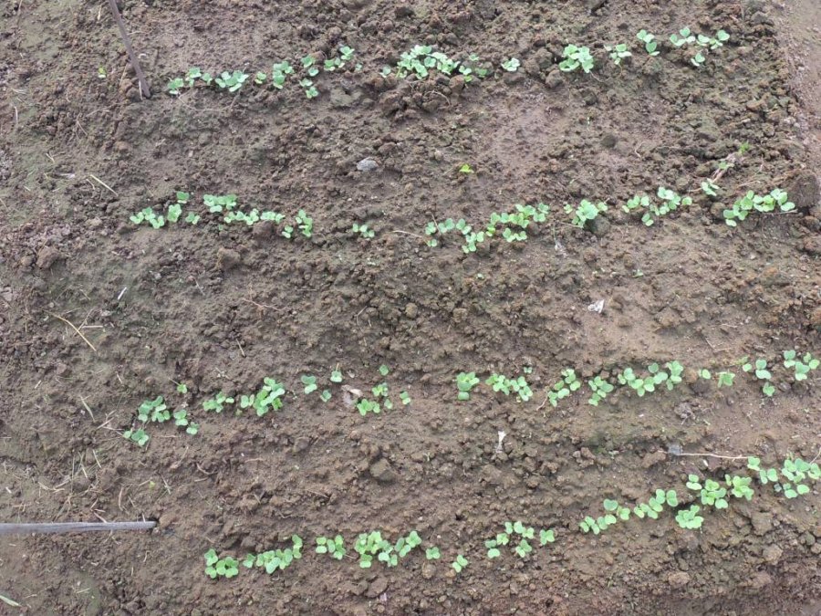 <p>Photo faites le 17 mai</p>