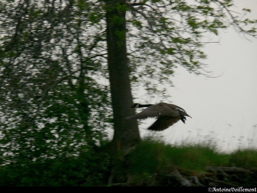 <p>Rivière des Outaouais</p>